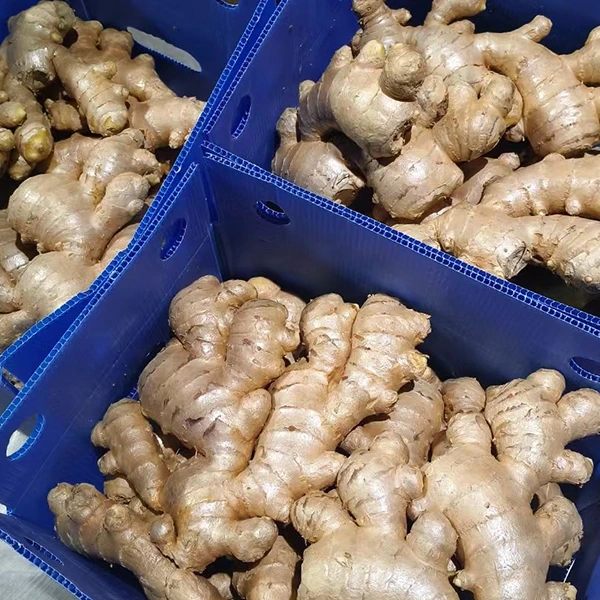 Fresh Ginger Market adopta una millora de qualitat