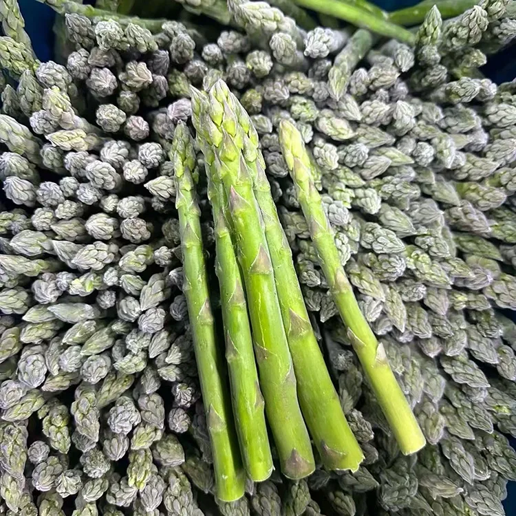 Espàrrecs verds congelats seleccionats per a un servei d'alimentació constant i un subministrament d'ingredients
