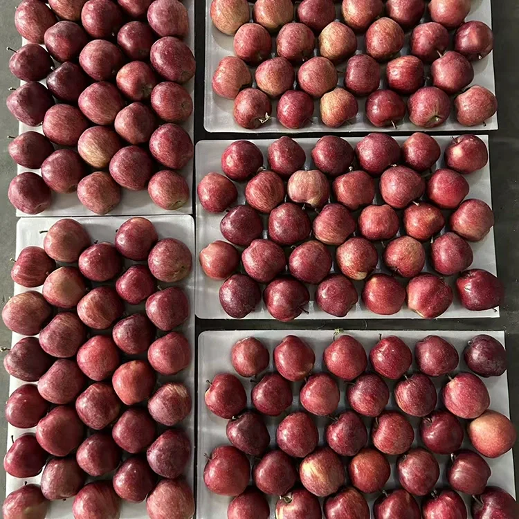 Pomes d'estrella vermella brillant