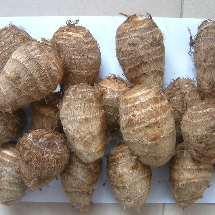 Taro Fresc de Camp