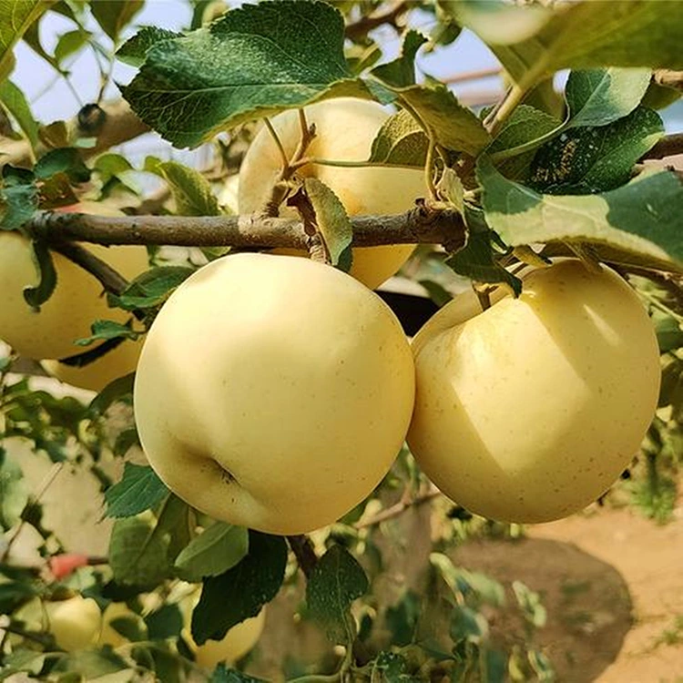 Pomes fresques Golden Delicious
