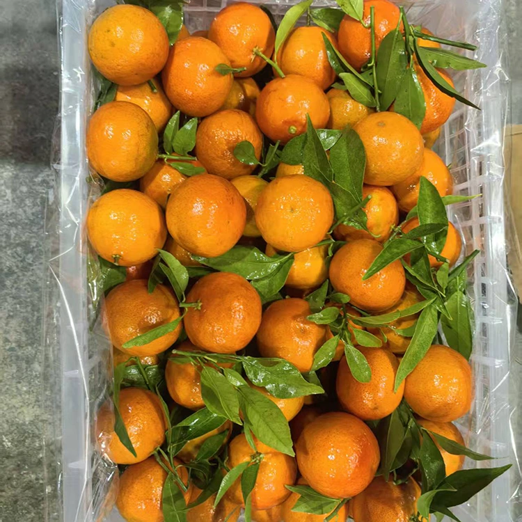 Mandarina Mashui fresca