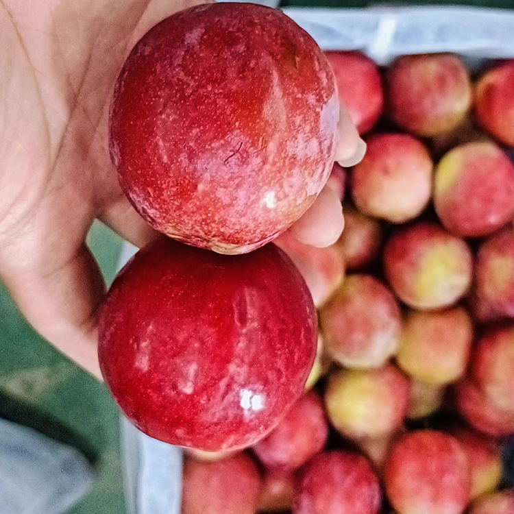 Pruna Meiyi vermella dolça fresca
