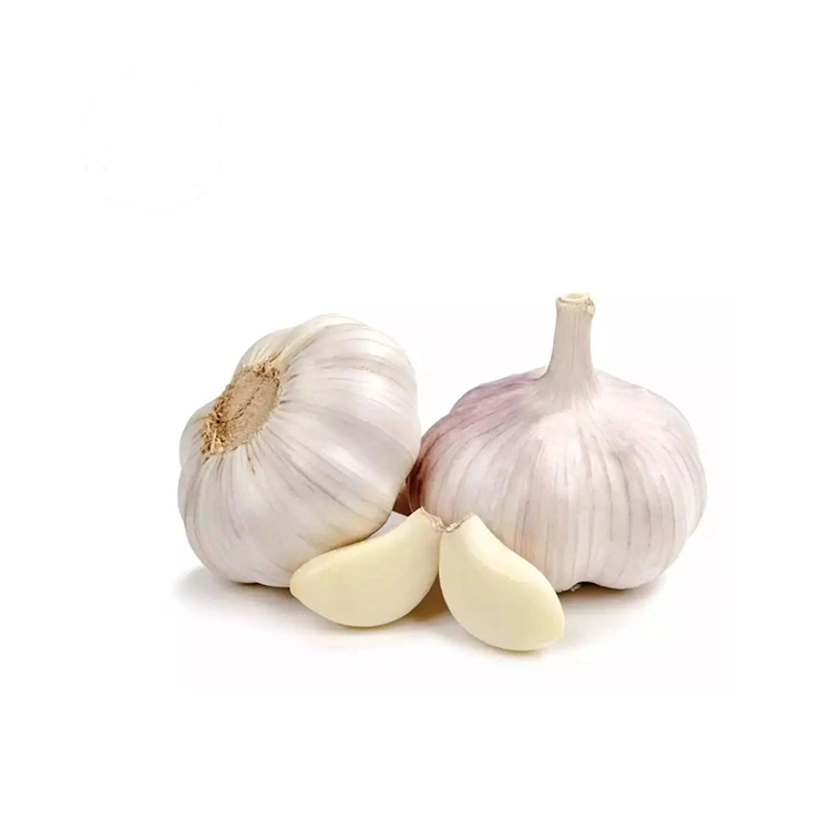 All blanc normal premium ferm i gruixut