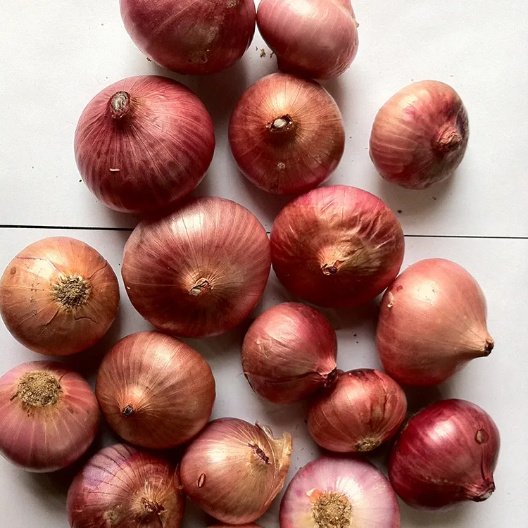 Ceba vermella fresca premium