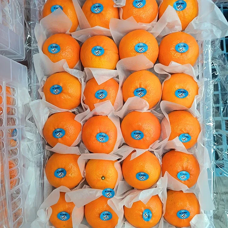 Mandarines Wogan dolces fresques de primera qualitat