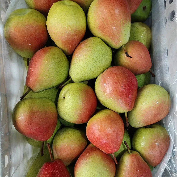 Pera vermella de juliol de primera qualitat seleccionada a mà